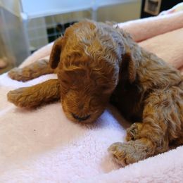 Kellie - Red  female Poodle puppy in North Carolina from Faithful Hearts Kennel