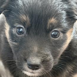 Sedona - Black tri-color female Australian Shepherd puppy in Flemington, New Jersey from Aislin Fields