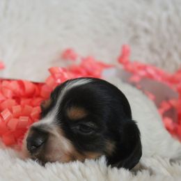Boy 2 - Dachshund puppy in Windsor, Colorado from Murry’s minis