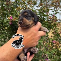 Wendy - Black and tan female Dachshund puppy in Ramona, Oklahoma from Schmitt Dachshunds