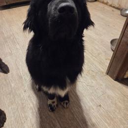 TK Willie - Newfoundland