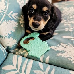 Star - Dachshund puppy from Treasure Dachshunds