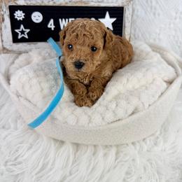 Blue - Red  male Poodle puppy in Florida from Adorable Toy-Miniature Poodles