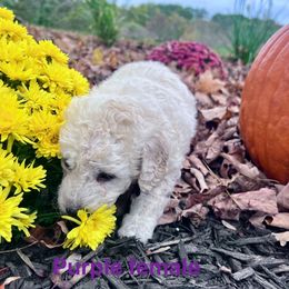 Purple Female - Cream female Aussiedoodle puppy in Woodbury, Connecticut from Crabtree Farm Doodles