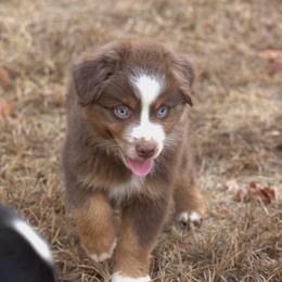 Miniature Australian Shepherd Puppies from MAC's Cirkles 8 Aussies