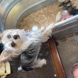 German Shepherd, Toy Australian Shepherd, and Yorkshire Terrier Puppies from CountryHart Kennels