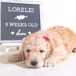 Girl 2 - Bernedoodle puppy in Choctaw, Oklahoma from Sugarcreek Haven Bernedoodles