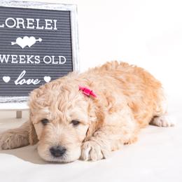 Girl 2 - Bernedoodle puppy in Choctaw, Oklahoma from Sugarcreek Haven Bernedoodles