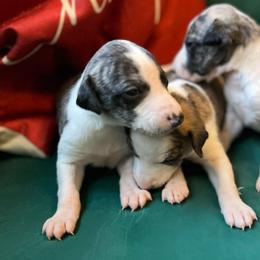 Spade - White and fawn brindle male Whippet puppy in Clinton, Tennessee from Ivanhoe Borzoi