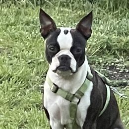 Tokyo - Boston Terrier