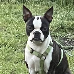 Tokyo - Boston Terrier