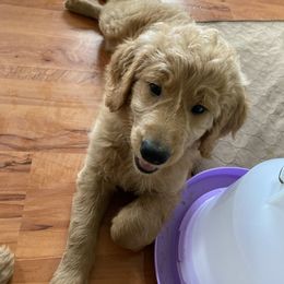 Goldendoodle Puppies from Honeydoodles