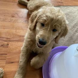 Goldendoodle Puppies from Honeydoodles