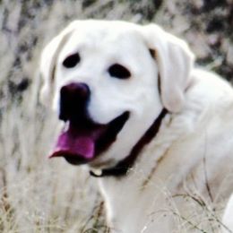 Anna - Labrador Retriever