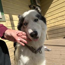 Bonnie - Gray and white female Siberian Husky puppy in Wheeling, West Virginia from Powells Huskies
