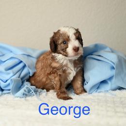 George Washington - Red male Aussiedoodle puppy in Lincoln, California from Frenchie LOVE and Doodles