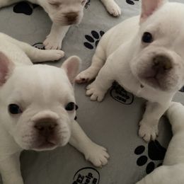 French Bulldogs from Linda's French Bulldogs