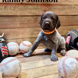 German Shorthaired Pointer Puppies from Upland Points Gun Dogs