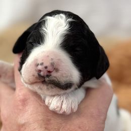Tammy Wynette - Black and white female Aussiedoodle puppy in Arizona from Coats of Many Colors LLC
