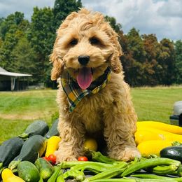 Teddy - Red Cockapoo puppy in Lake Tansi, Tennessee from Davis cockapoos
