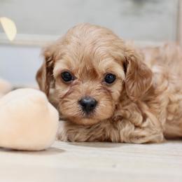 Coral - Red  female Goldendoodle puppy in Alamance County, North Carolina from Doodle Squad Puppies