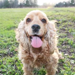 Cleo - Cocker Spaniel