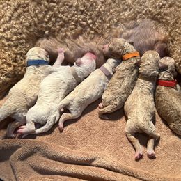 Goldendoodle Puppies from Dream Doodles