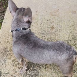 French Bulldogs from Celebrity Kennels