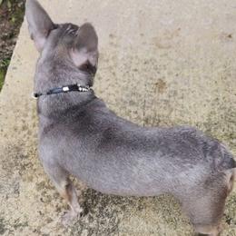 French Bulldogs from Celebrity Kennels