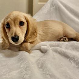 Thor - Cream male Dachshund puppy in Santee, California from roxiesminidoxies1