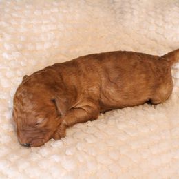 Grinch - Red  male Goldendoodle puppy in Warsaw, Ohio from Lovabledoodles