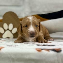 Valor - Cream female Dachshund puppy in Three Rivers, Michigan from Michiana Dachshunds