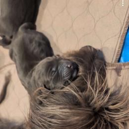 Boy 1 - Liver male Pudelpointer puppy in Sioux Falls, South Dakota from Saddle Creek Kennels