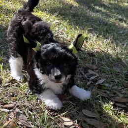 Chinese Crested Puppies from Aero Chinese Cresteds