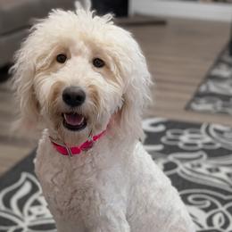 Dove - Goldendoodle