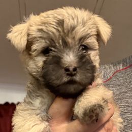Cairn Terrier Puppies from Central Oregon Cairn Terriers