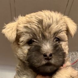 Cairn Terrier Puppies from Central Oregon Cairn Terriers