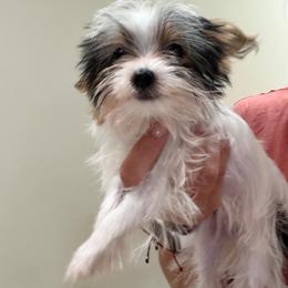 Donut - Parti female Yorkshire Terrier puppy in Jamul, California from Socal Puppy