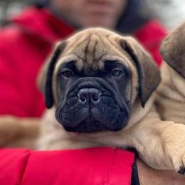 Bullmastiff Puppies from Amulet Bullmastiffs