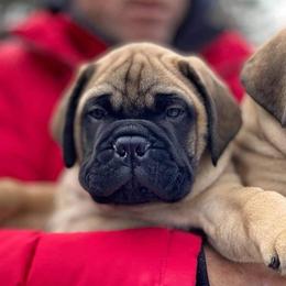 Bullmastiff Puppies from Amulet Bullmastiffs