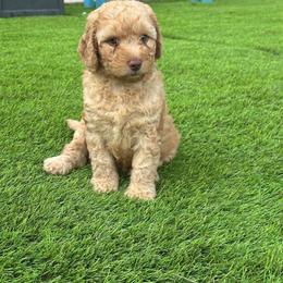Jaeger Le-Coultre (JJ) - Apricot female Australian Labradoodle puppy in Alamo, Texas from QuiSal Labradoodles