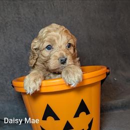 Daisy Mae - Red female Cockapoo puppy in Sunset, Louisiana from Cano Cockapoos