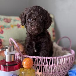 Luke Skywalker - Chocolate male Australian Labradoodle puppy in Wesley Chapel, Florida from GWagz