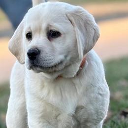 Snow White - Yellow female Labrador Retriever puppy in Maynardville, Tennessee from Three Bears Labradors