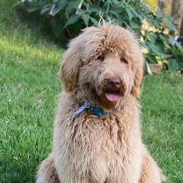 Ruger - Labradoodle