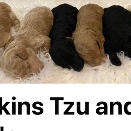 Shih Tzus from Jenkins Tzu and Poo’s