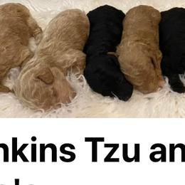 Shih Tzus from Jenkins Tzu and Poo’s