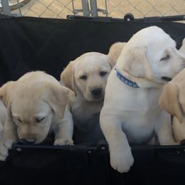 Labrador Retrievers from Holly and Handsome
