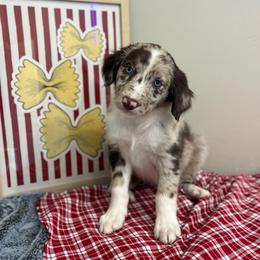 Rotini - White and red merle female Bordoodle puppy in Valley Center, California from Circle R Valley Bordoodls