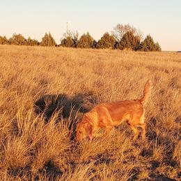 Cara - Golden Retriever